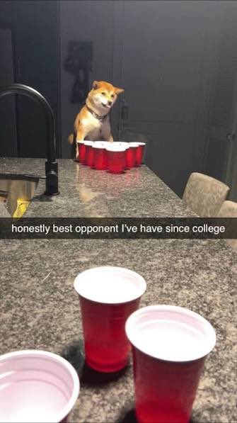 Shibtoken's tweet photo. Never underestimate a Shiba Inu ethereum:0x95ad61b0a150d79219dcf64e1e6cc01f0b64c4ce https://t.co/n5RINOsHj3