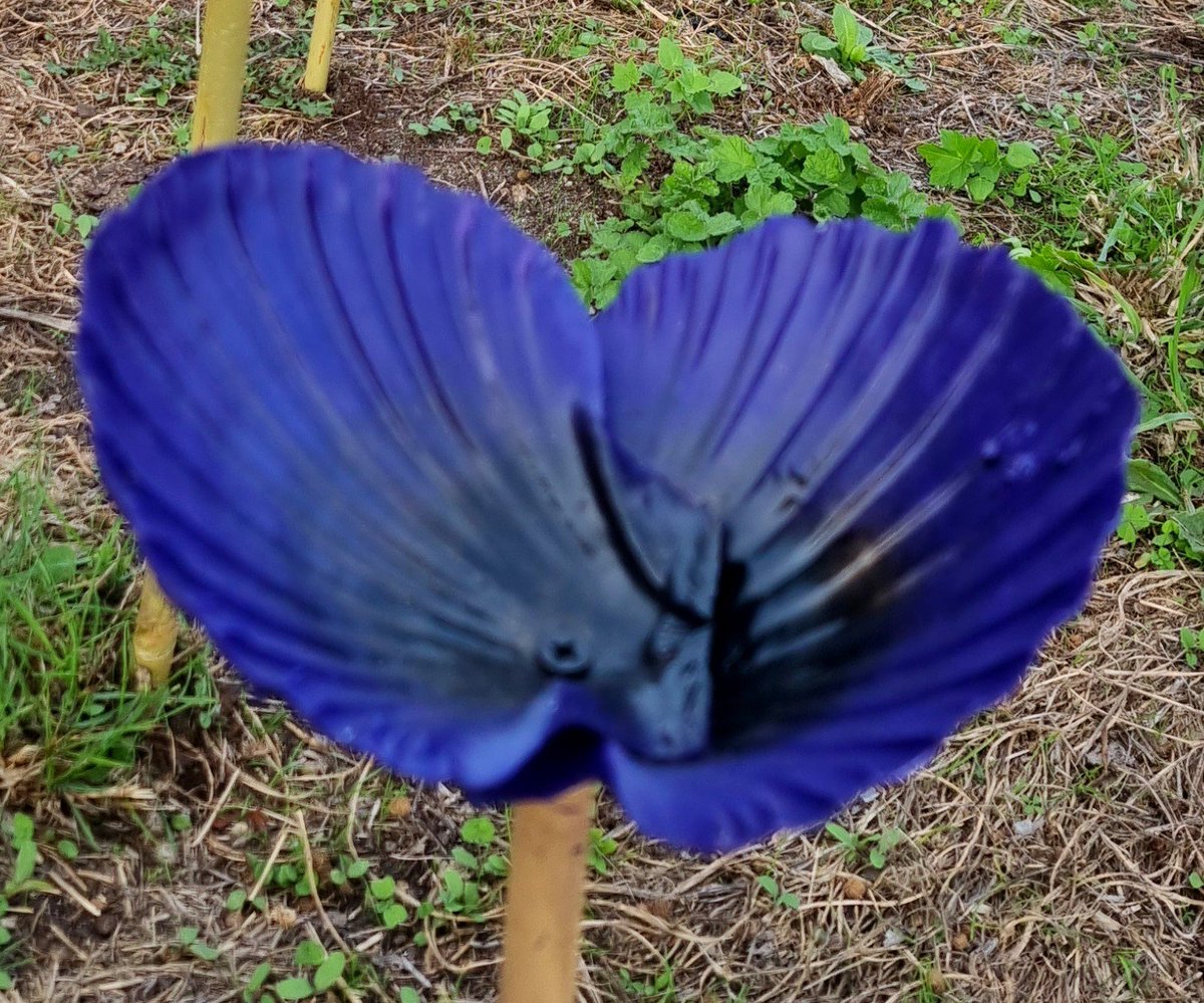 RibbonofPoppies's tweet photo. Have you found the purple 💜 poppy on the King George V Memorial Walk in Hayle yet?

Pegasus @TheParachuteReg mascot and handler did! 

The poppies are there until the end of September.

@BritishArmy https://t.co/pvicxpuxit