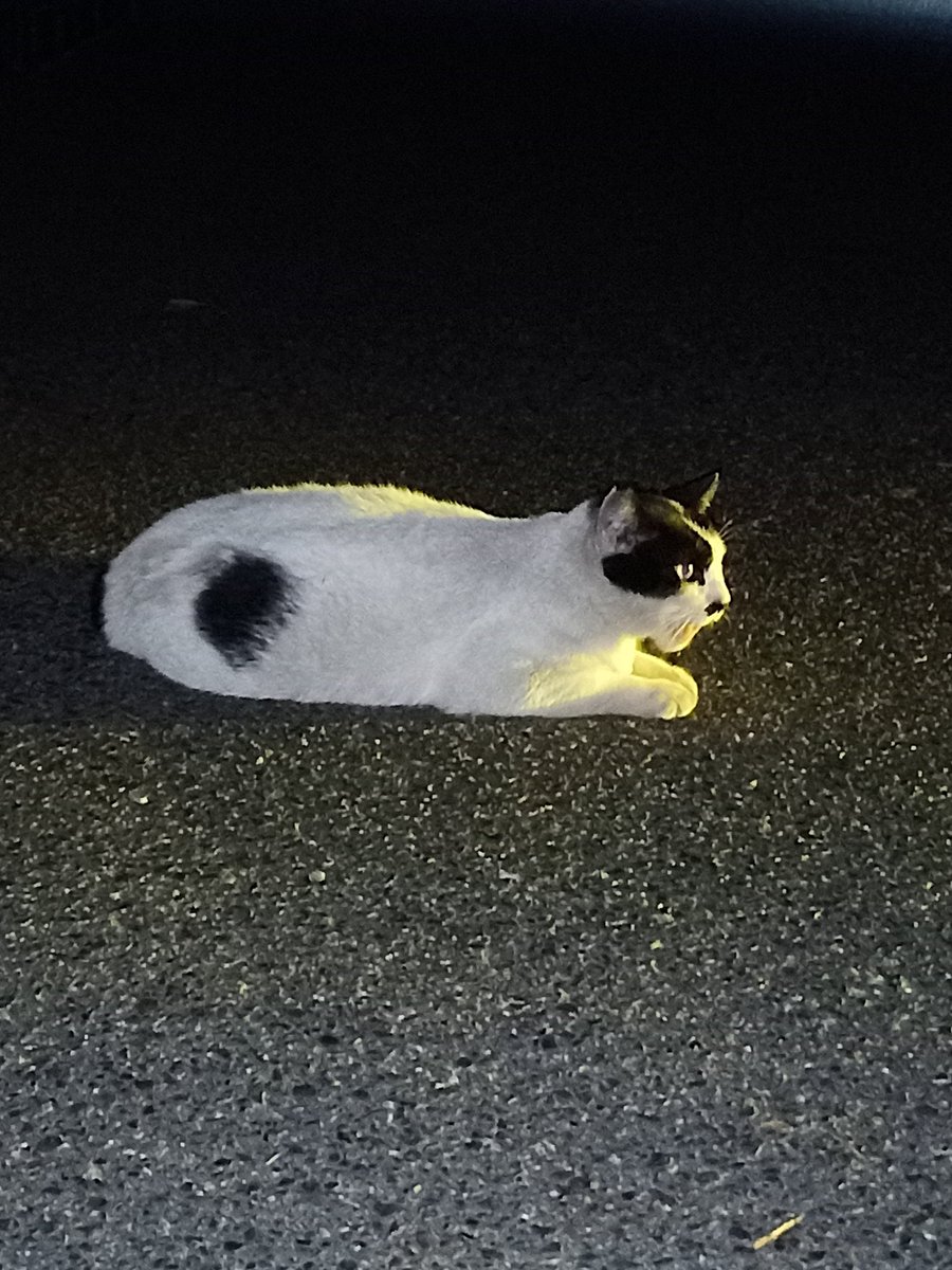 xswdj339's tweet photo. 満腹で黄昏る猫 https://t.co/x4PdS9HXld