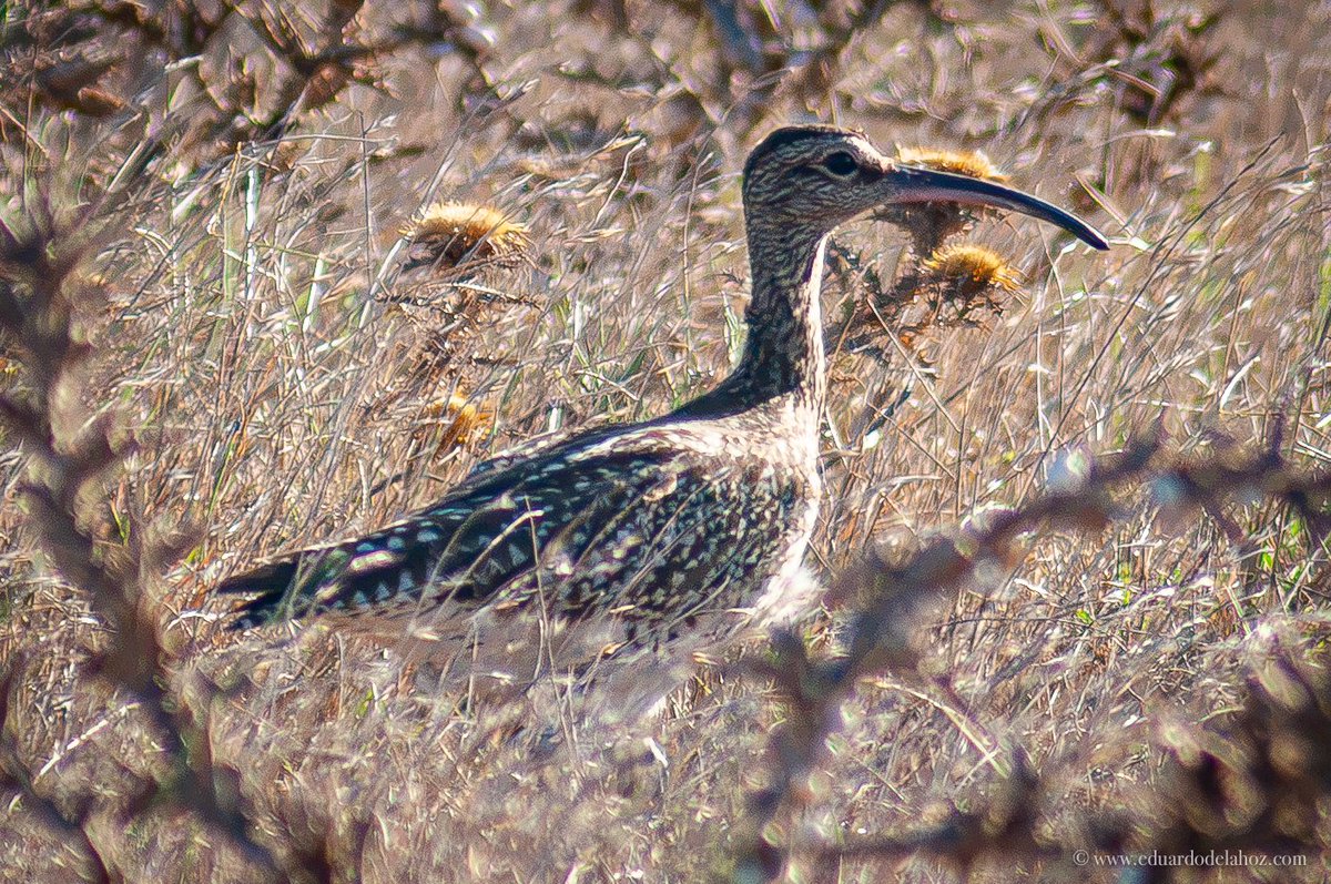 Eduhoz's tweet photo. Un zarapito trinador euroasiático, frente a 70 km/h de viento de levante en la playa de Los Lances, en Tarifa

#ZarapitoTrinador #Aves #Tarifa #Lances #Levante #EstrechoDeGibraltar #CampoDeGibraltar #AvesDelEstrecho #Birdwatching #Fauna #Naturaleza #Andalucía https://t.co/gwoS7MLNdO