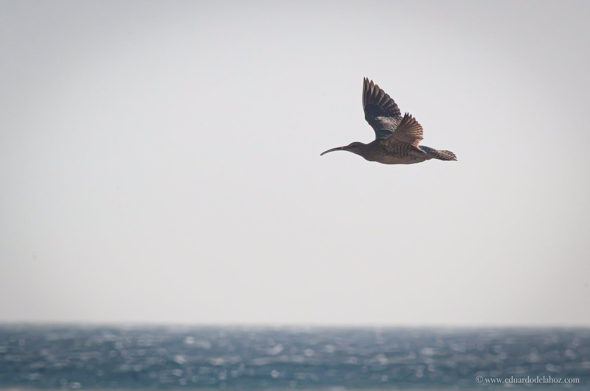 Eduhoz's tweet photo. Un zarapito trinador euroasiático, frente a 70 km/h de viento de levante en la playa de Los Lances, en Tarifa

#ZarapitoTrinador #Aves #Tarifa #Lances #Levante #EstrechoDeGibraltar #CampoDeGibraltar #AvesDelEstrecho #Birdwatching #Fauna #Naturaleza #Andalucía https://t.co/gwoS7MLNdO