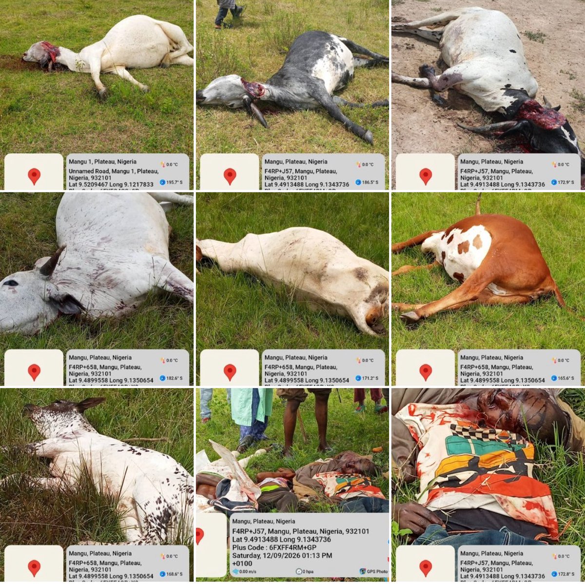 ZagazOlaMakama's tweet photo. Funny how the script always changes depending on who is lying dead.

When four herders and almost 40 livestock were killed in Mangu today, the microphones suddenly stop working, the outrage goes on holiday and the hashtags disappear. But let there be a reprisal, and suddenly the whole world is summoned to condemn “unprovoked violence.” 

Then they get angry with us for reporting the killings as they happen objectively. Apparently, the real offence is not killing people it is having the audacity to report the victims when they are Fulani.

This selective outrage is dangerous. Everyone who stays silent when herders are attacked, only to become extremely vocal after reprisals, is contributing to the terror being mated against the people. Silence is not neutrality when it repeatedly favours one side.

If we genuinely want the killing in Plateau to stop, we must condemn the killing of every innocent person. Be it a farmer, herder, Christian or Muslim with the same energy. 

More worrisome is the fact that the plateau state government will never condemned these attacks. You only hear them speak when it is the other way. 

A recent documentary by @BBCWorld exposed what we have been saying for a very long time.
