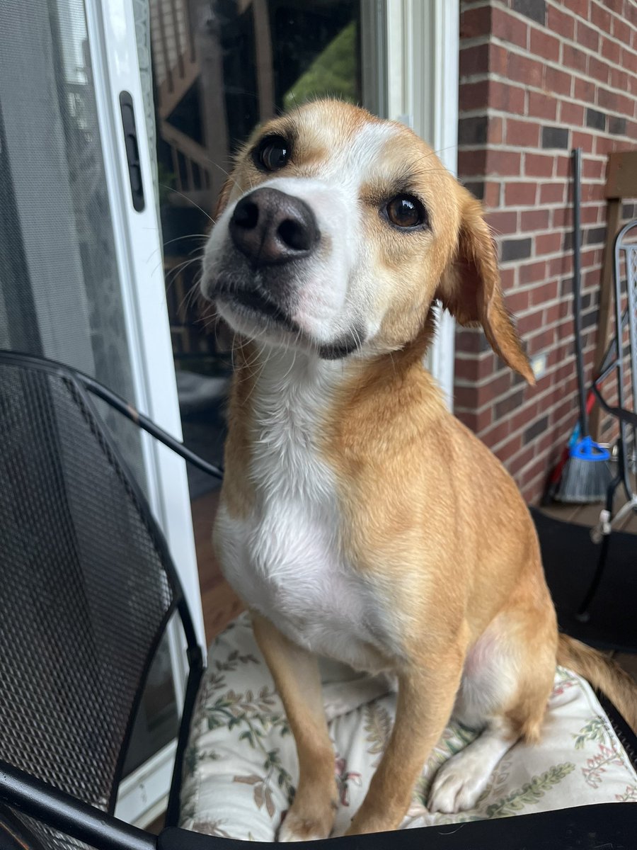 ParcivaII's tweet photo. The results are in! My beautiful boy is a beaglebull! Literally a 50/50 split😭😭 https://t.co/Pw0Oa41oOT