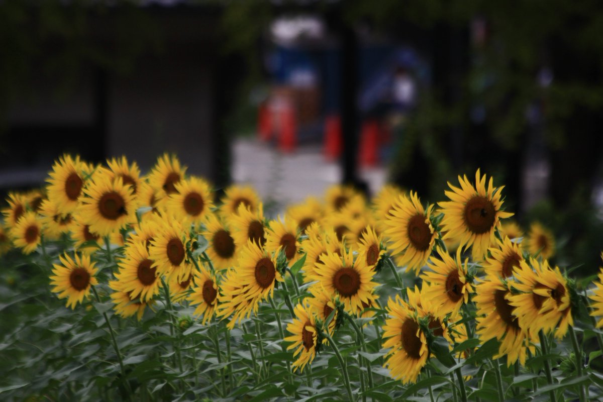 northfarm77's tweet photo. おはようございます😌
皆さま今日も素敵な1日を！
#photography
#TLを花でいっぱいにしよう
#eos60d https://t.co/KQ4HTIKVaA