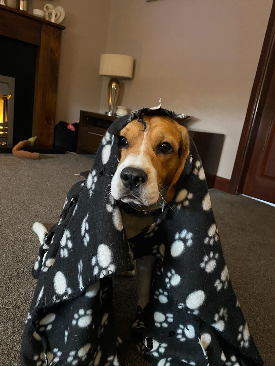 beagle_lover_'s tweet photo. 𝗔𝗺 𝗶 𝗯𝗲𝗮𝘂𝘁𝗶𝗳����𝗹 𝘀𝗮𝘆 𝗬𝗲𝘀 𝗼𝗿 𝗡𝗼.❤️ https://t.co/9ua7CCTQJb