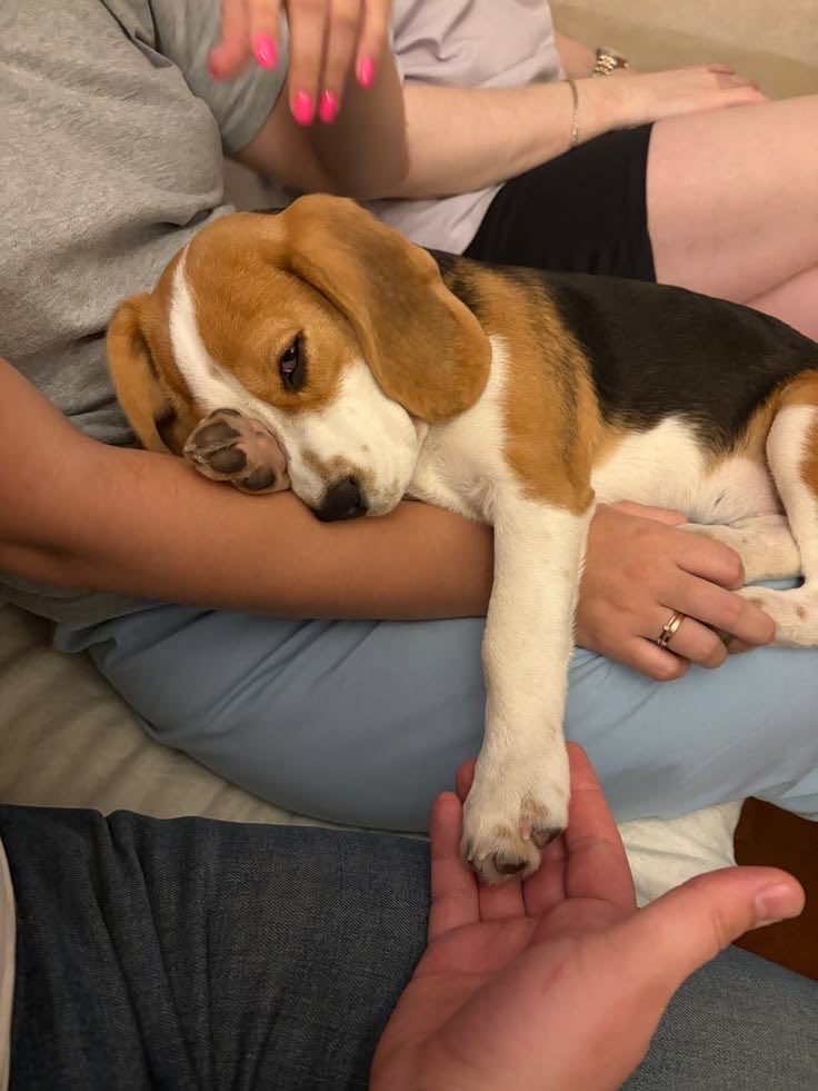 beagle_lover_'s tweet photo. He is very sick, Please pray for him 💔 https://t.co/KUtSgpvqkK