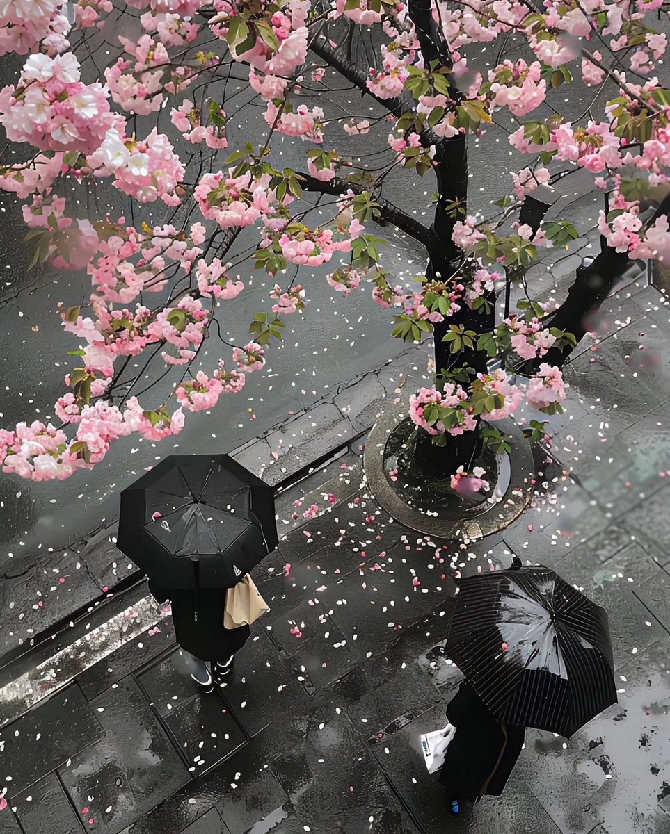 gloomyvisuaIs's tweet photo. flowers and rain 🌸🌧️ https://t.co/4cuZpNQDr0