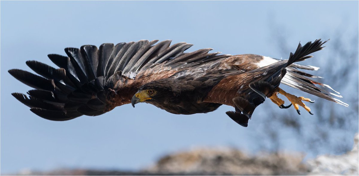 JohnCoc77805326's tweet photo. Any one recognise this beast.
#nature #PHOTOS #wildlifephotography
#bbccountryfilemagpotd #BBCWildlifePOTD @ThePhotoHour @wildlifemag @StormHour #photooftheday @Natures_Voice #nikonphotography #springwatch #raptors #birdofprey https://t.co/wopTQz3IjA