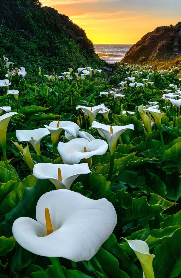 WomanMother1's tweet photo. ⭐️Calla Lily Sunset, Big Sur, California. https://t.co/SPstPy1CDY