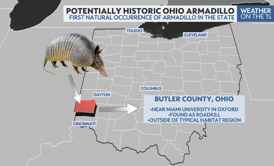 TylerSebreezy's tweet photo. A potentially historic moment for the state of Ohio as what could be the state's FIRST natural occurrence of an armadillo was found as roadkill near Oxford and Miami University in Butler County. https://t.co/nA4d0S1Yk7