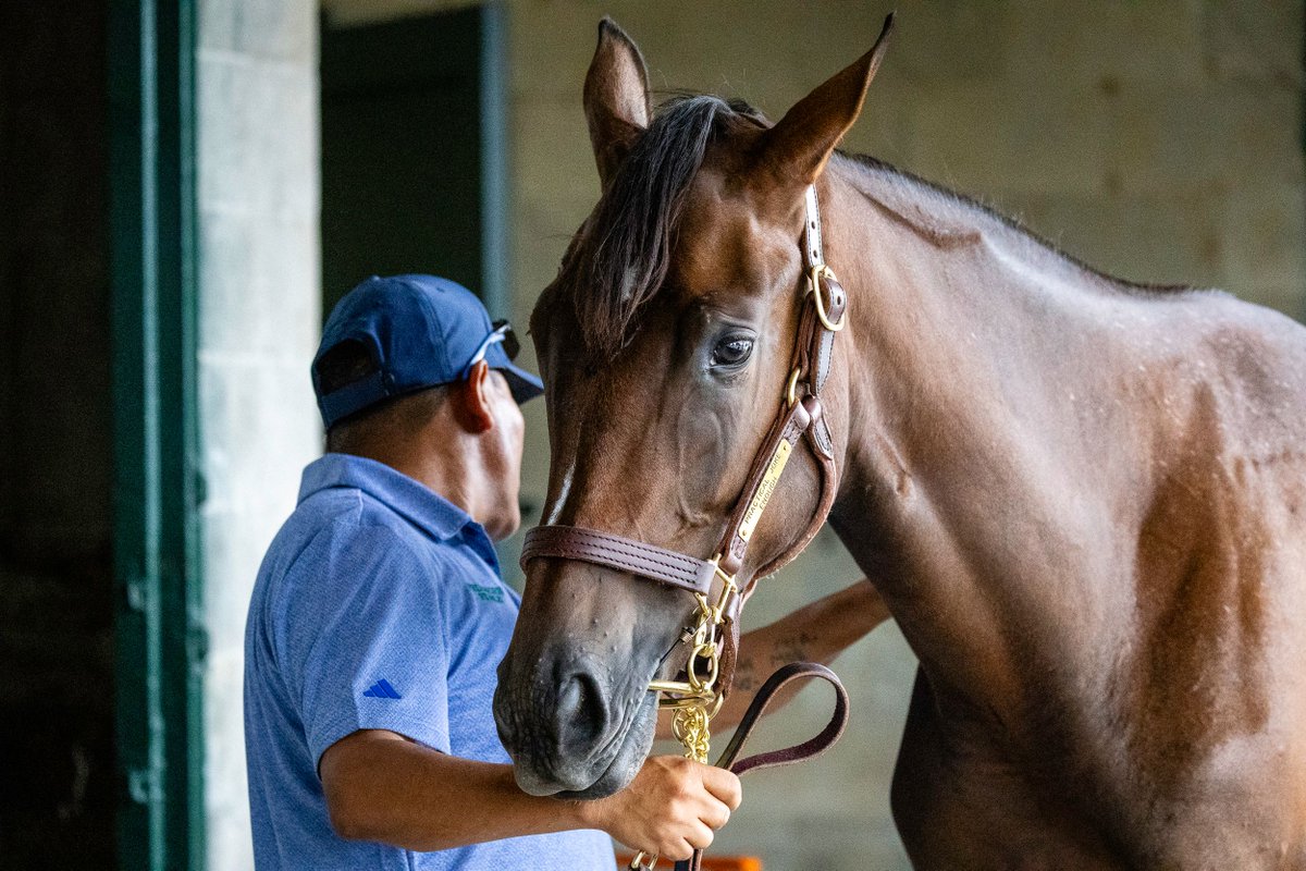 FedamoreStable's tweet photo. Around the barn at Keeneland September Book 1. 🐴 

Come see us in Barn 11. 👋 https://t.co/OVXjXiLcTF