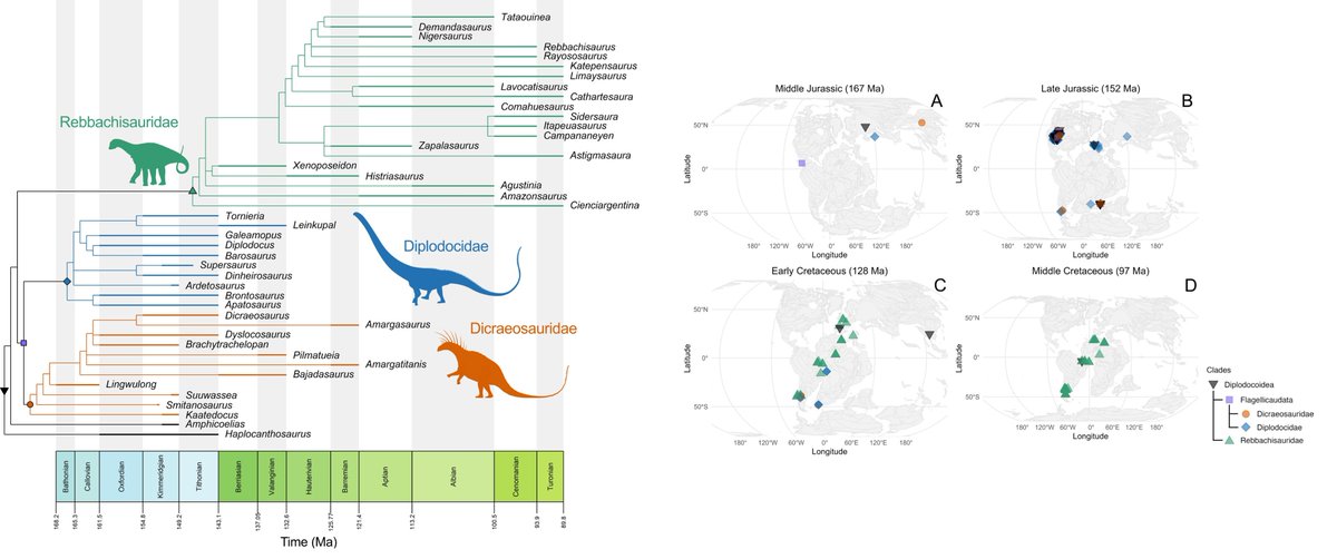 JamaleIjouiher's tweet photo. New paper on #Diplodocoidea diversity through time. The #dicraeosaurids &amp; #diplodocids are found in high latitudes while #rebbachisaurids are found almost from pole to pole, suggesting the former two groups had specific ecological or climatic needs. 

https://t.co/pzbsC5CPvN https://t.co/1Pf3U92Pxu