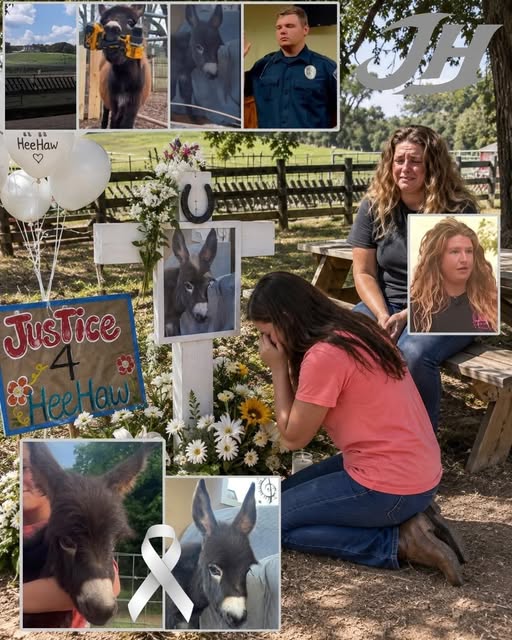 Patti7124682657's tweet photo. Hee-Haw's owner says her final Good-Bye.....only one year old Miniture Donkey.....3 feet tall.....how very sad.... https://t.co/CzAAeTk7yX