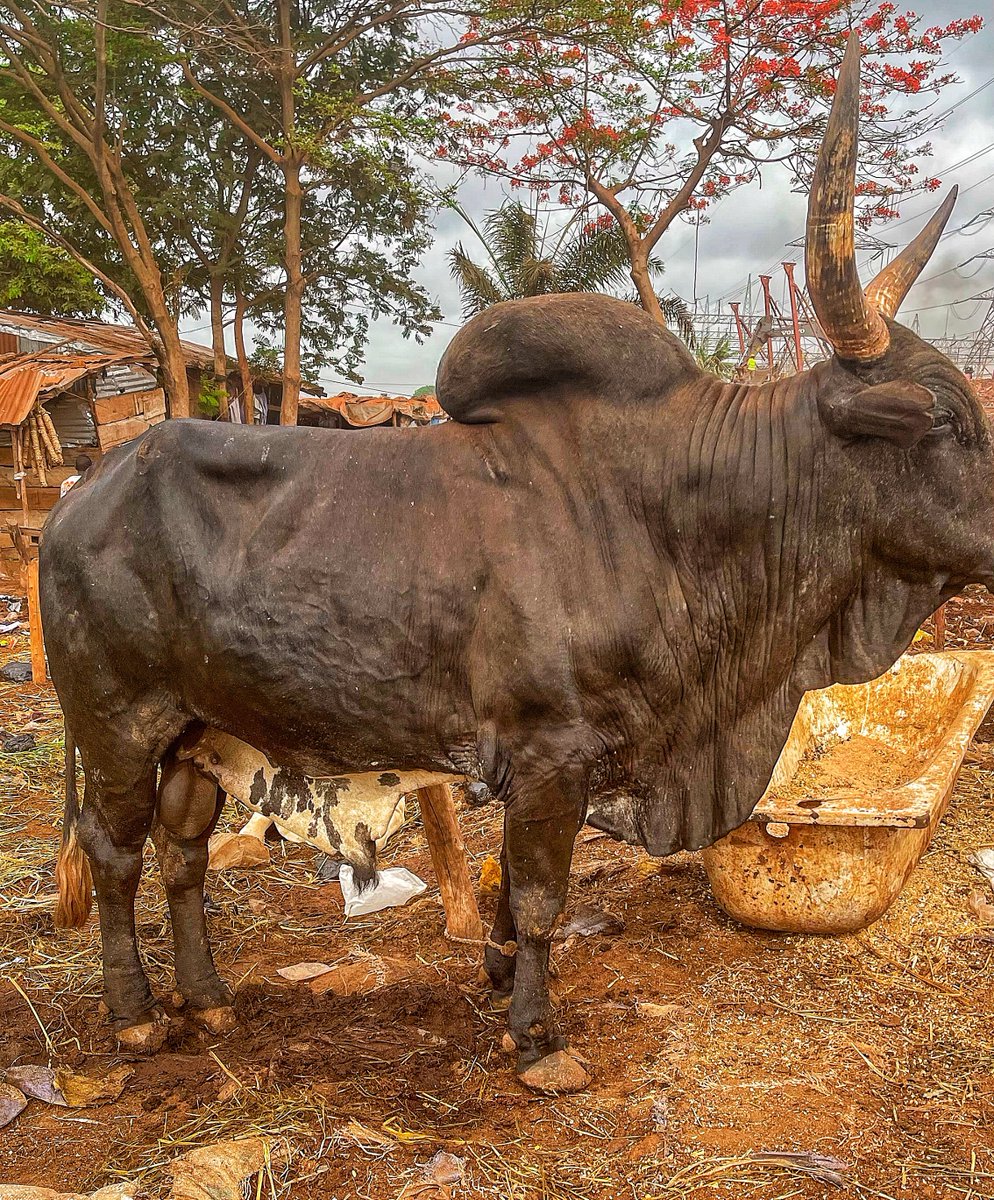 KelOnovo's tweet photo. In Igboland, if you did not bury your father with a cow, or your father did not bury his father with a cow, you as the son cannot give another person a cow at any funeral. 
If you do so, Amadioha will strike you d£ad.

Biko, has anyone seen this play out, or is it just a myth? https://t.co/MQlVBC9MBI