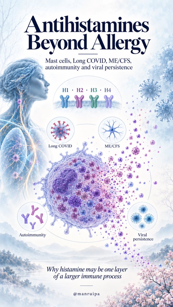 manruipa's tweet photo. 🔴 Antihistamines beyond allergy: mast cells, Long COVID, ME/CFS, autoimmunity and infectious persistence

When we think of antihistamines, we usually think of allergies, rhinitis or urticaria.

But histamine is much more than an allergy mediator. It is involved in vascular regulation, the nervous system, gastrointestinal physiology and communication between innate and adaptive immune cells.

And it acts through four different receptors: H1, H2, H3 and H4.

H1 is involved in vascular permeability, itching, allergic symptoms and wakefulness. H2 strongly regulates gastric acid secretion, although it also has immunological functions. H3 is mainly neuronal, while H4 is expressed by numerous immune cells and participates in inflammatory signalling and cell migration.

So “blocking histamine” is not one single biological intervention.

https://t.co/aLqBRIjfSd

https://t.co/dAIkYiR3IJ

1/35
