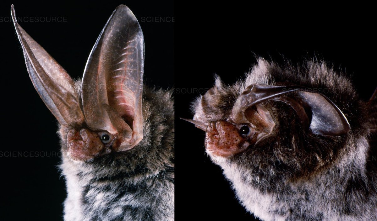 FerretFlowerr's tweet photo. fun fact: bats can curl their ears https://t.co/Hl5AYljNZl