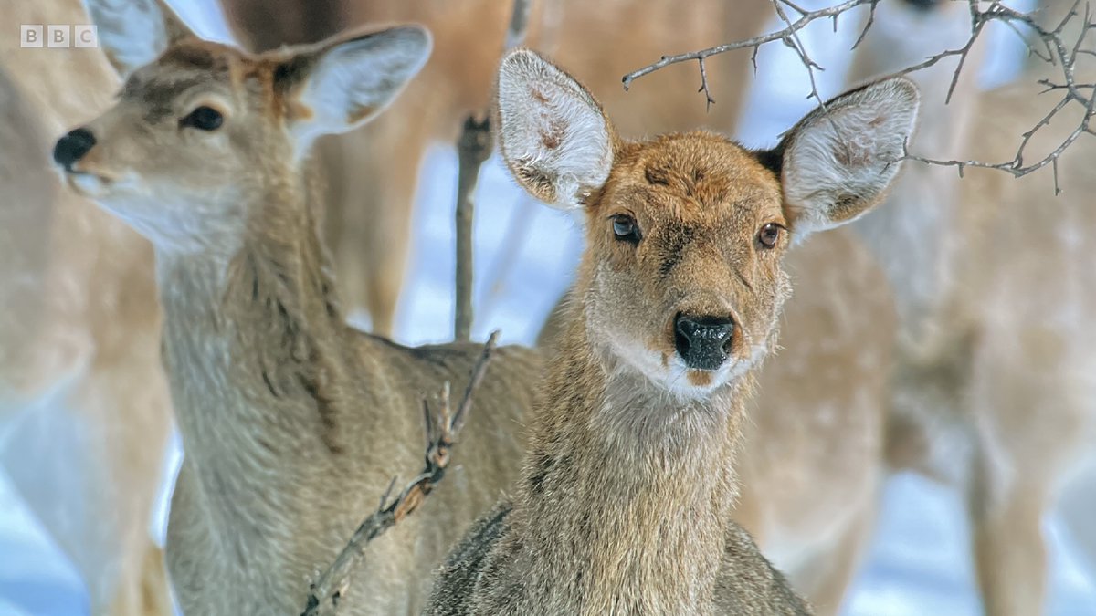 daveactv's tweet photo. Memory TV Captures: From late 2022 - 4 Screen captures from the wonderful BBC Documentary Series 'Frozen Planet II' images from a mix of episodes #BBCNature #documentary #memory https://t.co/9lU2sitdzd