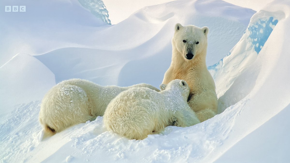 daveactv's tweet photo. Memory TV Captures: From late 2022 - 4 Screen captures from the wonderful BBC Documentary Series 'Frozen Planet II' images from a mix of episodes #BBCNature #documentary #memory https://t.co/9lU2sitdzd
