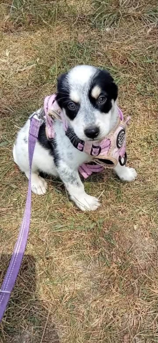 Pawprints2F's tweet photo. Romania

Meet Pickle — our gorgeous 3-month-old bundle of happiness, mischief and puppy cuddles! 🥹💕

She’s playful, happy, confident and absolutely LOVES being around people 🥰

Pickle can happily live with other dogs, sensible children and cats.

https://t.co/3CcfijdkwN https://t.co/RZ8UaqWstq