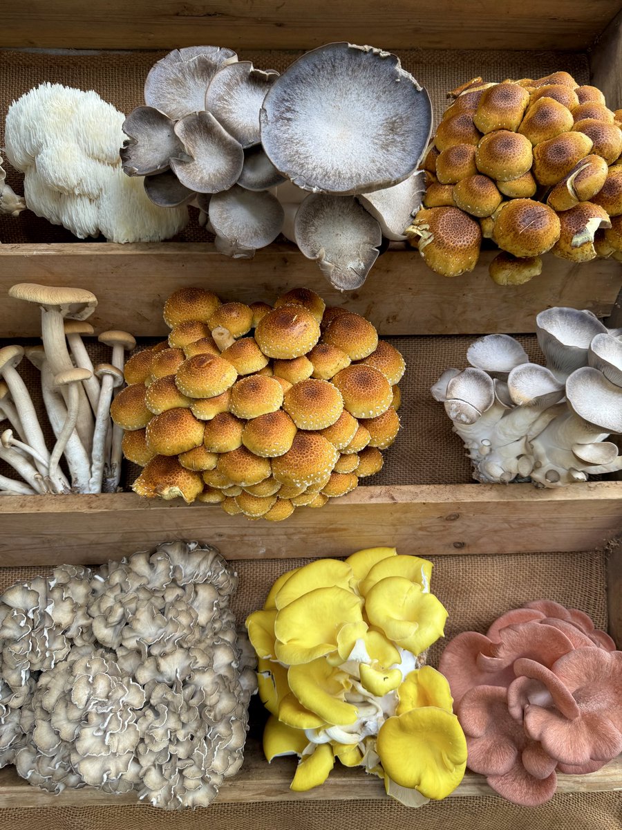 Staff_Commodore's tweet photo. Mushrooms a GO GO at the Farmers Market! 🍄‍🟫 https://t.co/n6joGzOiwd