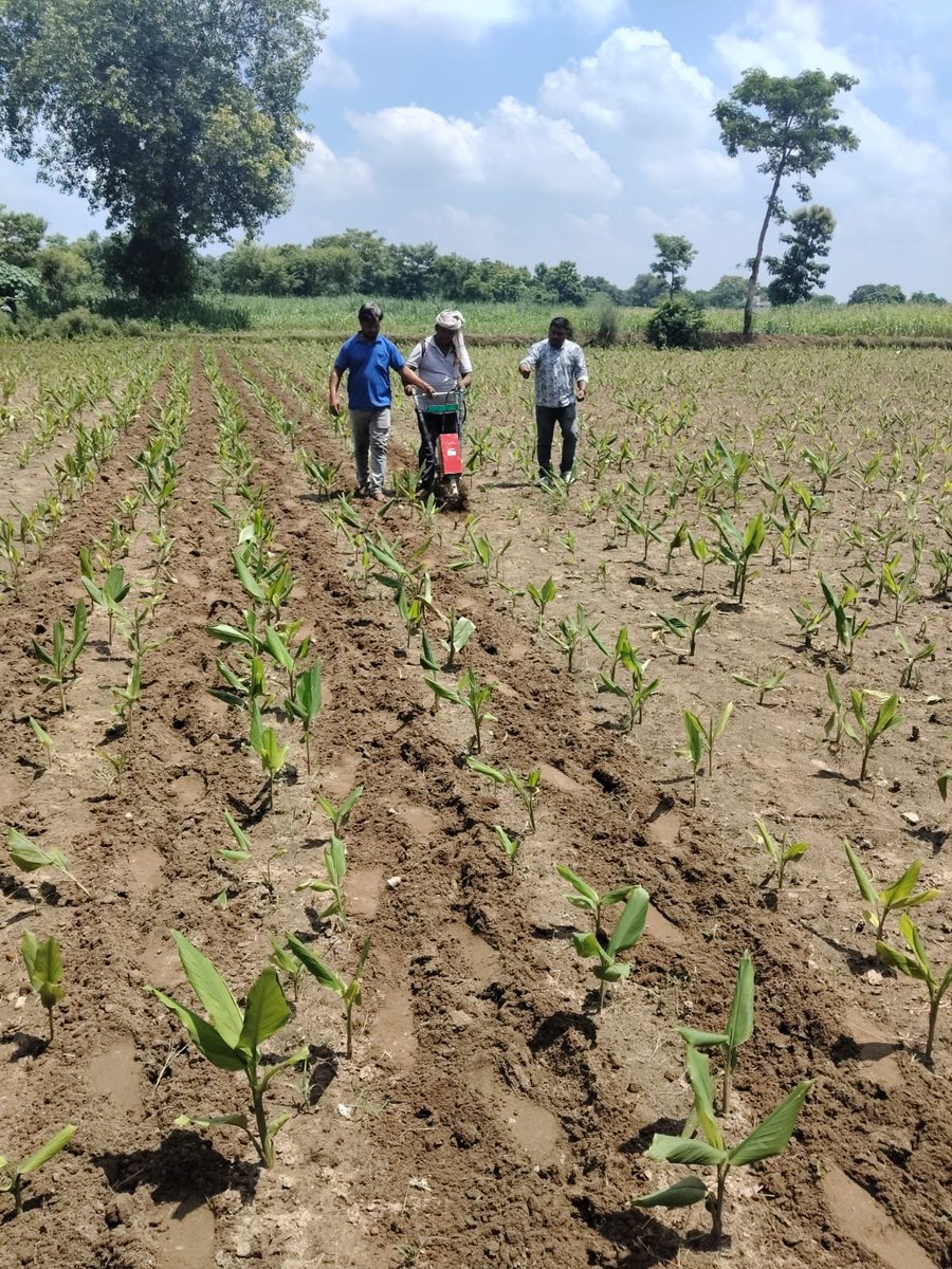 stepupify's tweet photo. 🌱 Stepupify 27” Rotary Weeder demo in turmeric with Jagriti Foundation &amp; farmers, Kushinagar, UP. 🚜 https://t.co/jj6kYVe2vN