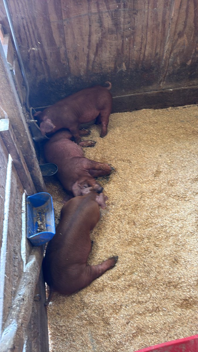 GeoffBucher1's tweet photo. Happy bacon seeds and their fresh bedding https://t.co/ZvauhBtAA0