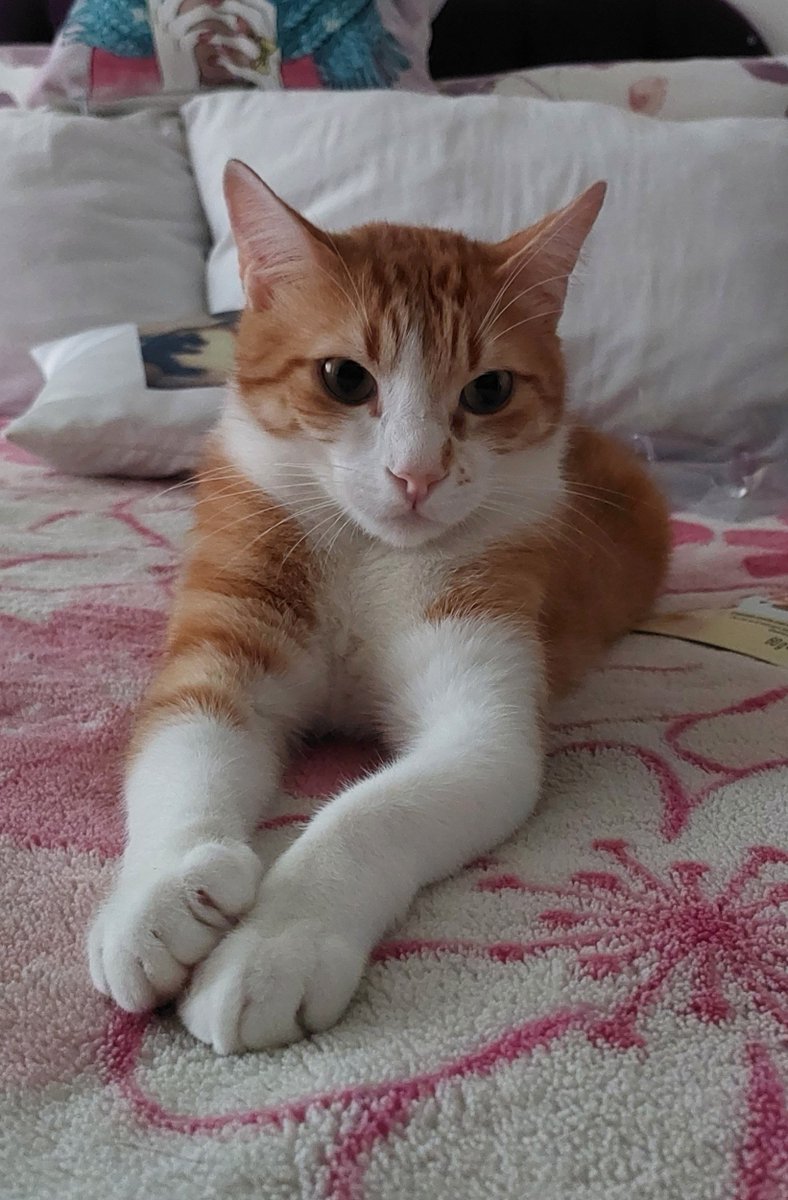 yelizapple's tweet photo. Bir toplumun gelişmişliği ve medeniyeti, hayvanlarına verdiği değerle ölçülür. Bugün bu vahşete göz yumanlar yarın hiçbir masumu koruyamaz. Şiddetin her türlüsüne lanet olsun, adalet istiyoruz #gofret #oscar #maysa #çocuklarım
Allahım sen zalime fırsat verme...! https://t.co/BZptNfCNYw