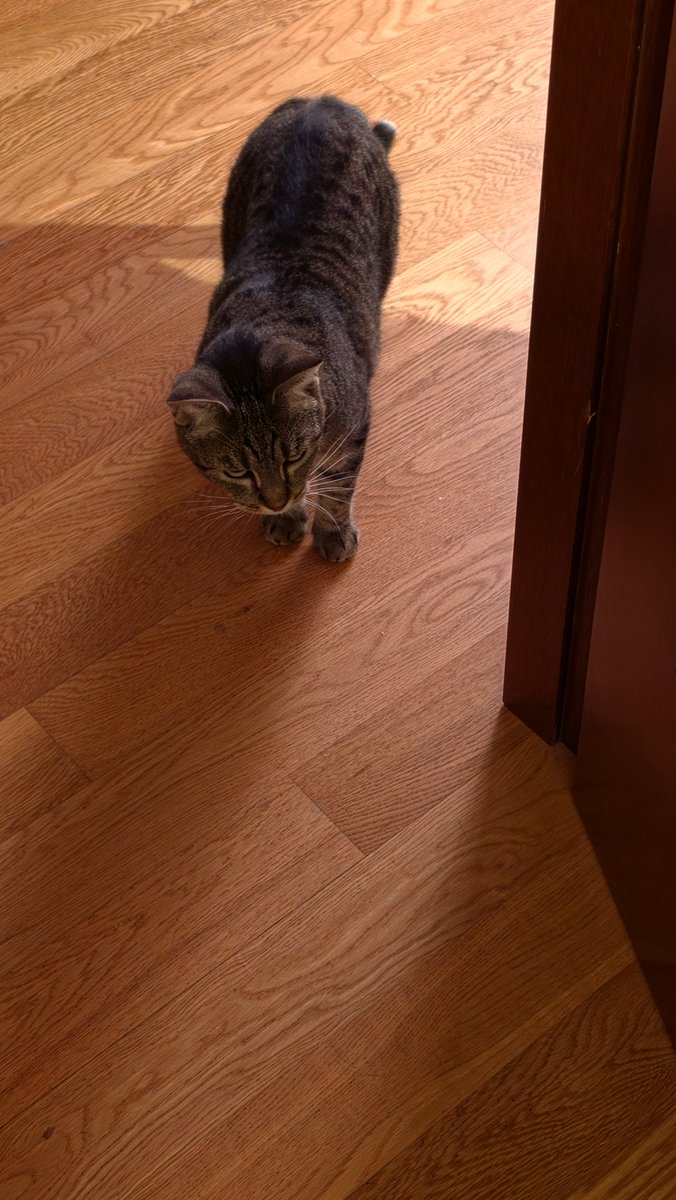 caporix's tweet photo. La curiosità di vedere/capire sto sorcio la uccide. 
Poi appena lo vede/sente soffia e scappa.

#Tora ha una vita difficile https://t.co/YSLN6RMB5J