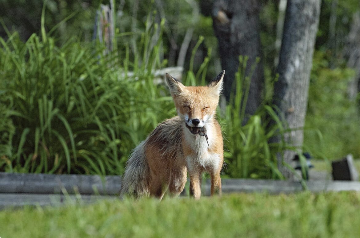 ShonnaHPhoto's tweet photo. A fox stands proudly in a driveway, a vole dangling from its mouth. The surrounding foliage & blurred trees create a serene backdrop, highlighting the fox's wild elegance.
🛒 Red Fox, Look What I Got!https://t.co/dZSBnYpDk7
#RedFox #Vole #Prey #Predator #WildlifePhotography https://t.co/c5krCTfkQc