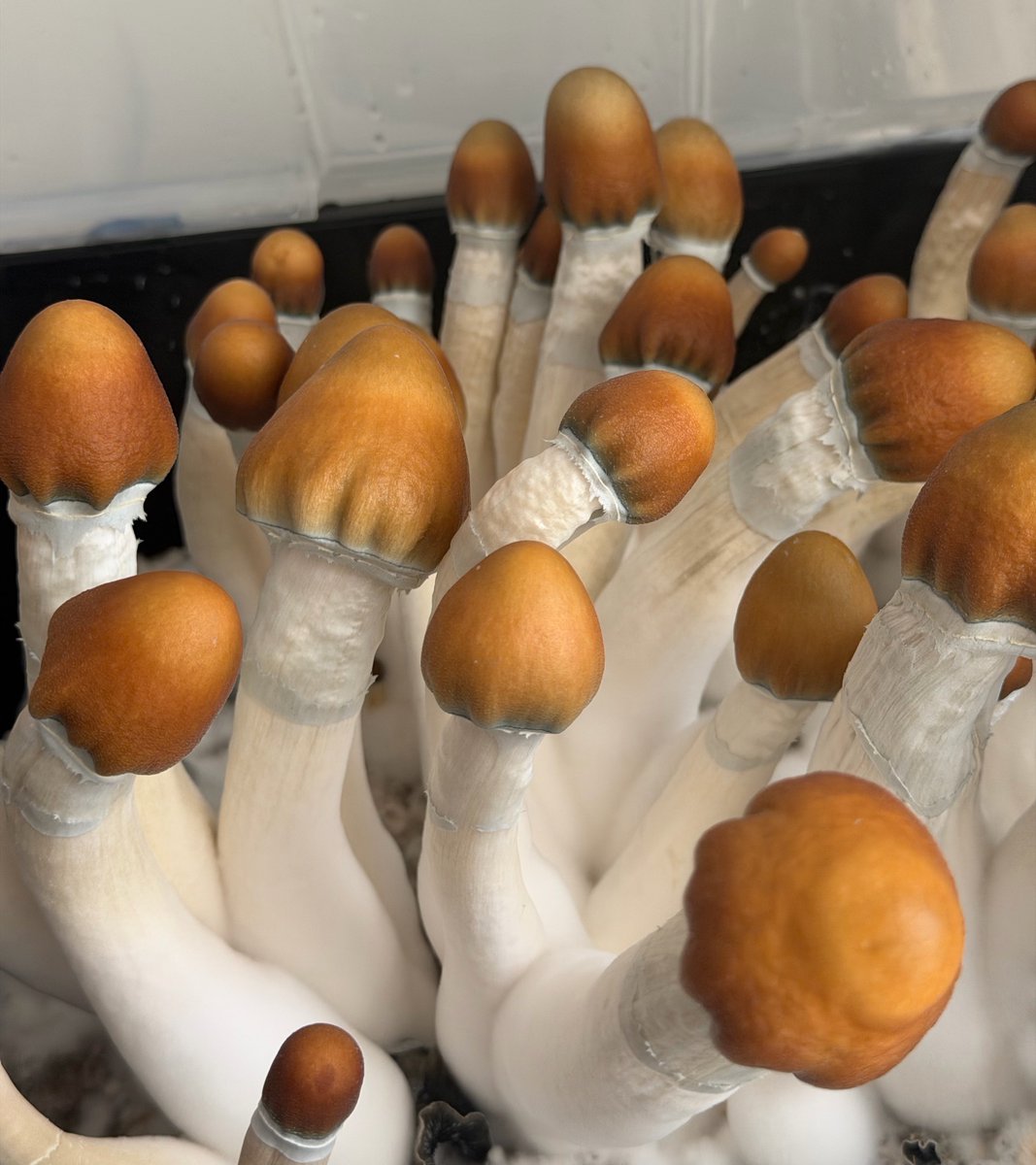 Mycelium_Daddy's tweet photo. 🫶 https://t.co/TdC3gyiJoa