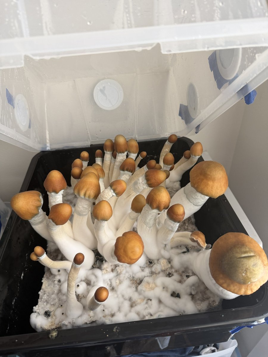 Mycelium_Daddy's tweet photo. 🫶 https://t.co/TdC3gyiJoa