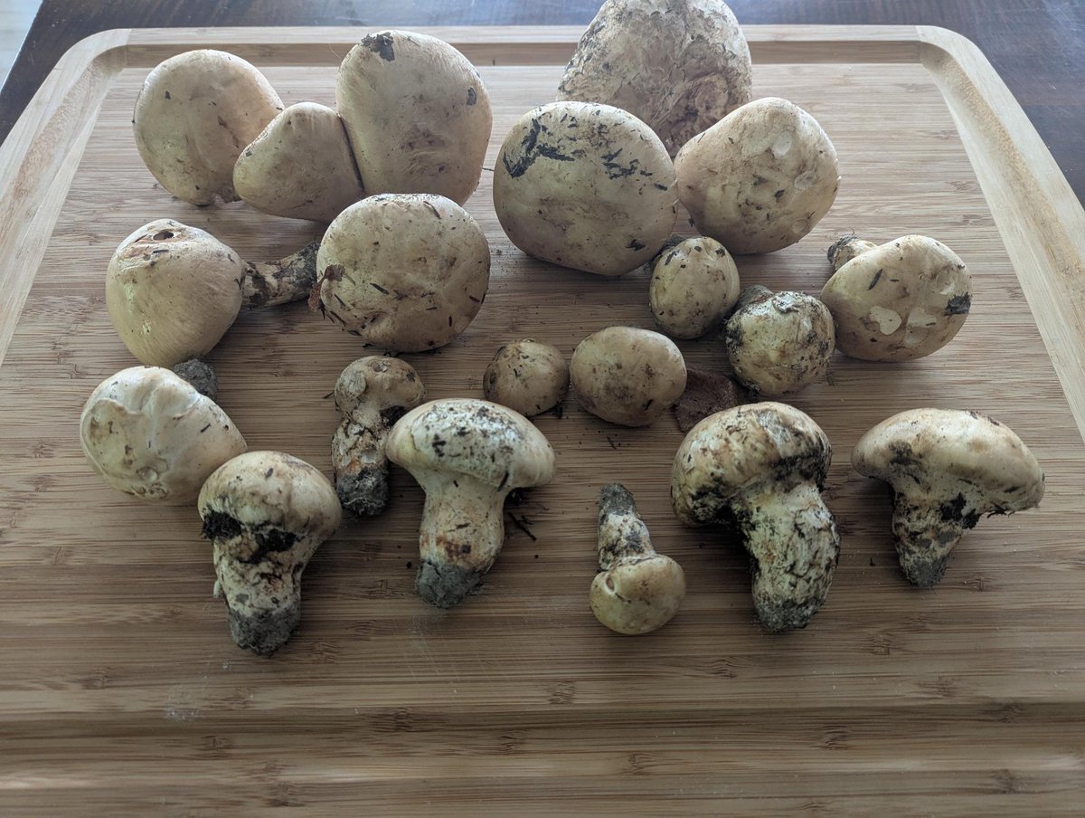 keithjg's tweet photo. Hey Japan X! I picked a few matsutake mushrooms today, and am looking for some interesting recipes besides gohan. thanks! https://t.co/ikh5k1WK3c