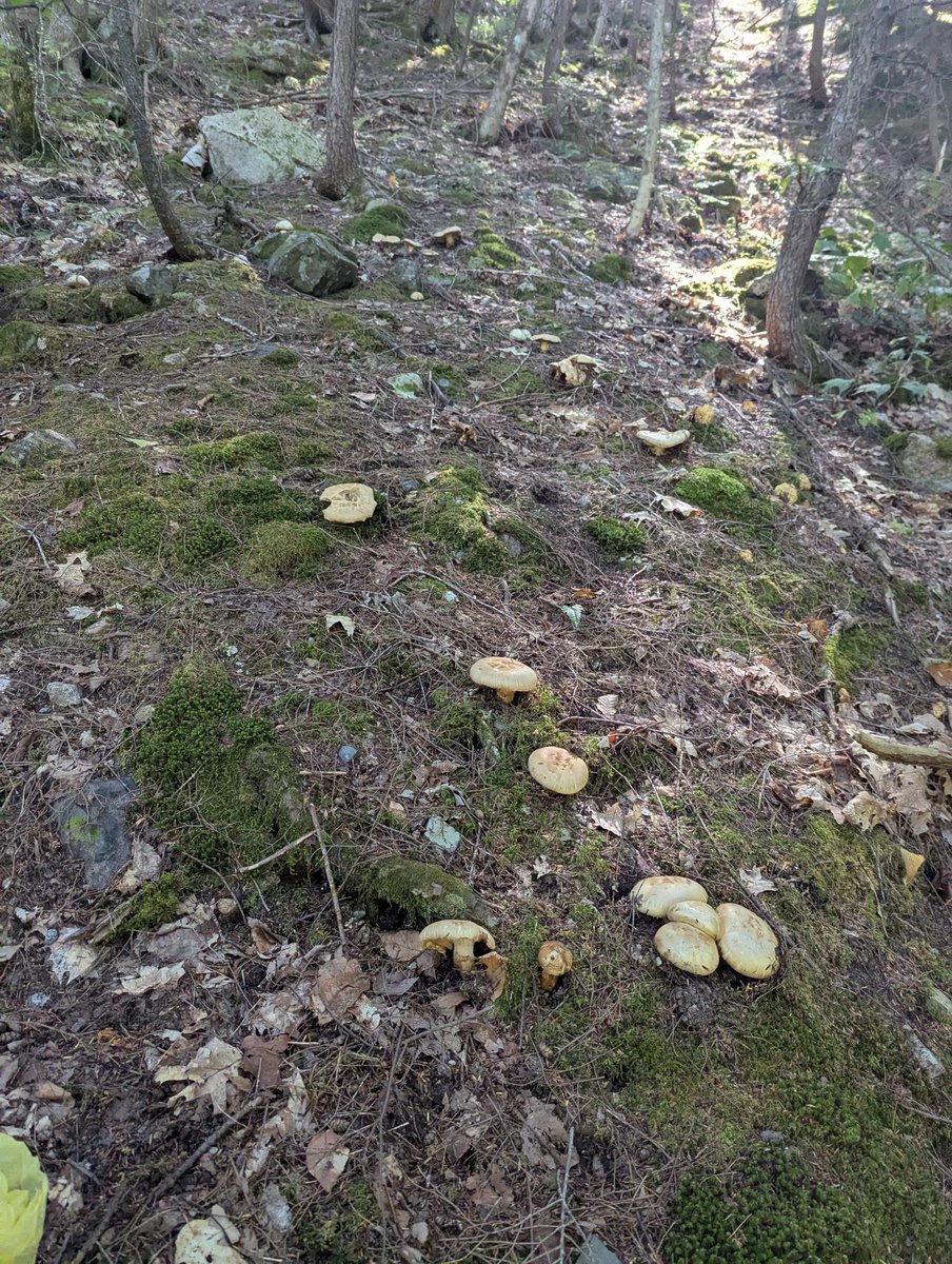 keithjg's tweet photo. Hey Japan X! I picked a few matsutake mushrooms today, and am looking for some interesting recipes besides gohan. thanks! https://t.co/ikh5k1WK3c