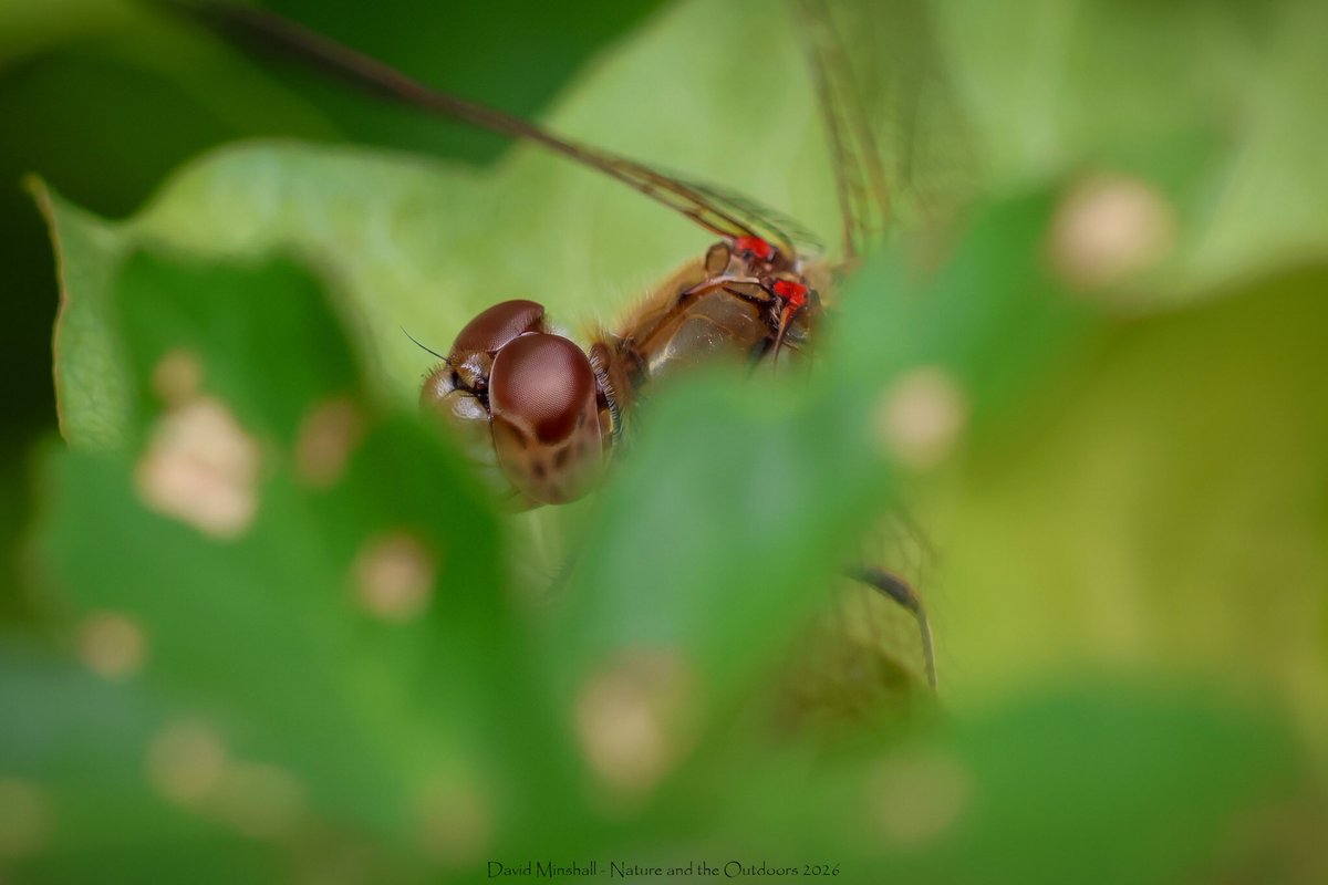 dbminshall's tweet photo. Playing hide-and-seek with a Common Darter dragonfly nr Severn Beach, South Gloucestershire (09.09.26) #ukdragonflies #southglosdragonflies #ukwildlife #odonata https://t.co/5OmnaSJTKx