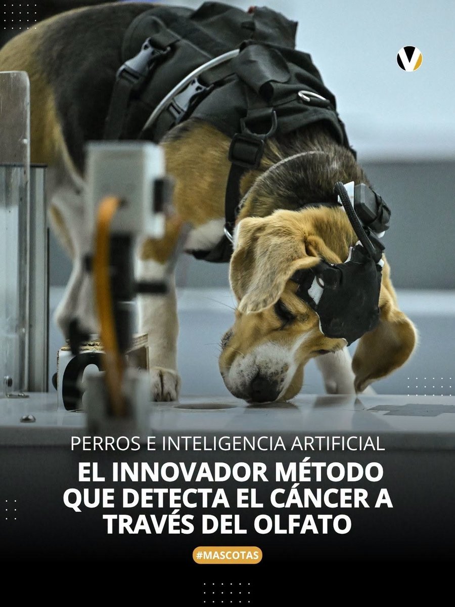 revistavistazo's tweet photo. 🐶🔬 Una empresa emergente en la India combina biotecnología canina y sensores avanzados para identificar la enfermedad en etapas tempranas. Más detalles 👉🏻 https://t.co/mTbaWHUodi https://t.co/HQRd7BLY4C