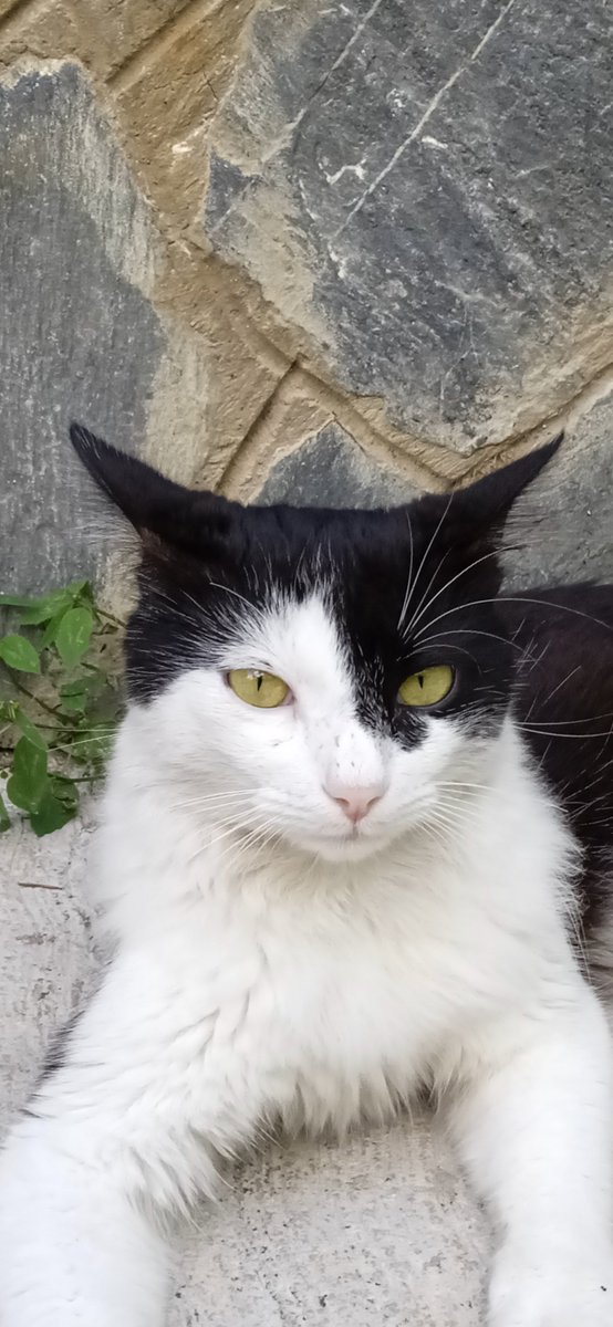 margarampl's tweet photo. @Tiofelino Pues,  no me he fijado, yo lo distingo por su medio antifaz y su extremo pelaje, tendré que revisar ??? https://t.co/K5Funk4mOw