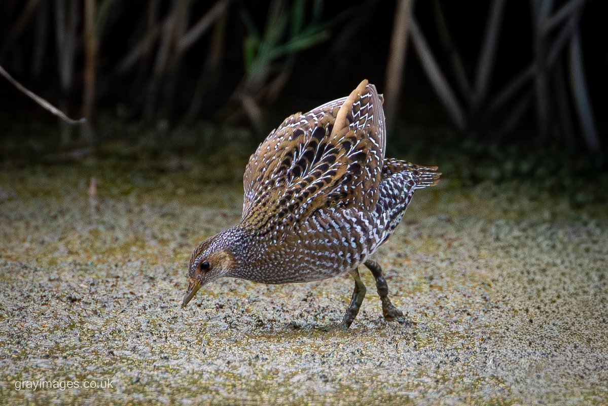 grayimages's tweet photo. Spotted Crake at Titchwell this evening. Cracking plumage on these little birds. https://t.co/IScfSqVhsH