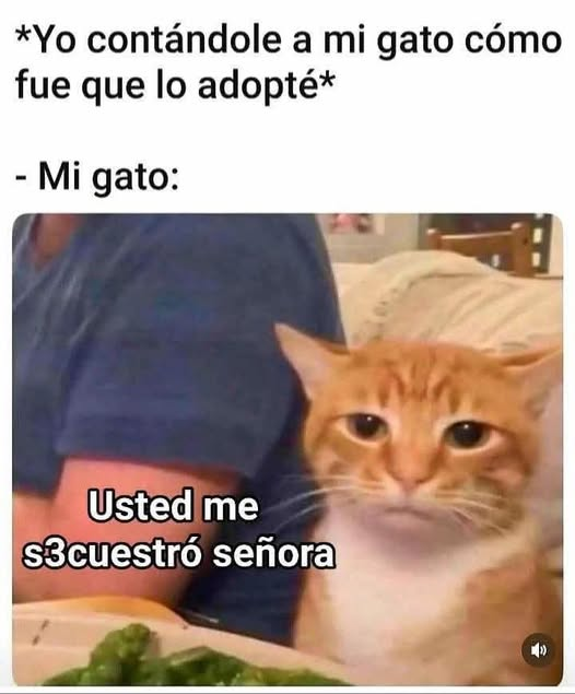 BerniceSanz's tweet photo. Perdóname, Burger... Tuve que hacerlo! 😅😂🤣🍔🐱🥰 https://t.co/dIS6djVXg2