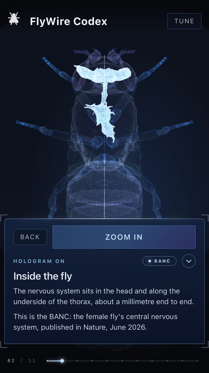FlyWireNews's tweet photo. Thousands of new visitors and tens of thousands of new searches on https://t.co/oex6R4PmxX, where both male and female fly connectomes are available. Get familiar with the fly brain and show us what you create! https://t.co/KLpX7cRr5G https://t.co/iMjJgDtPdH