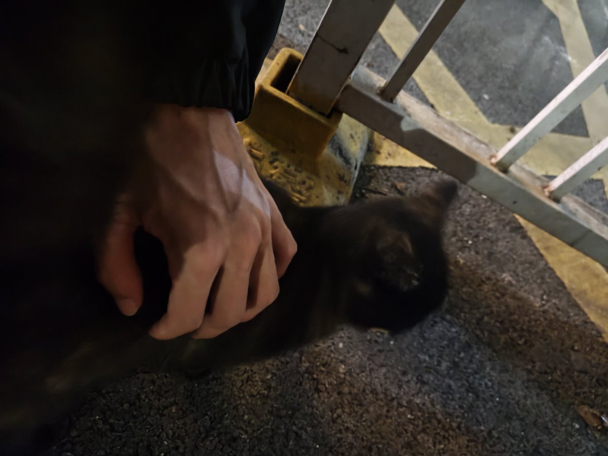 we1540640786's tweet photo. #昆明 可爱猫咪 https://t.co/ocZ33OH5dq