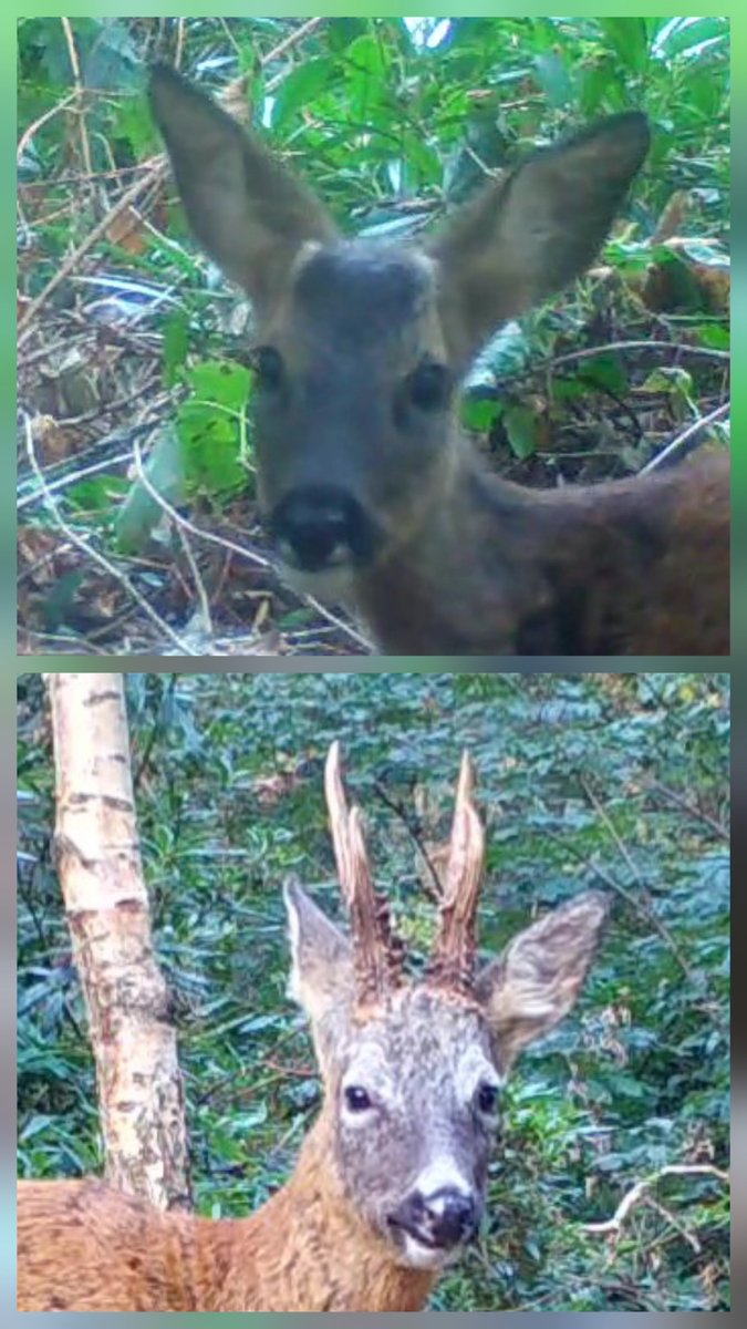 RoeDeerDiary's tweet photo. These little buds are a start 🦌

One day Scamp could have antlers like his dad 🦌🤞

#roe #deer #RoeDeerDiary #roedeer #wildlife #trailcameras #Springwatch #Naturewatch #deerwatch #Autumnwatch #Roebuck https://t.co/WyP6RyXpmc