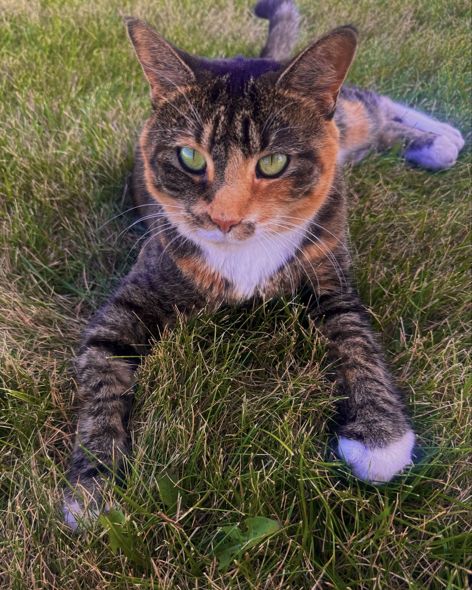 prn63ss's tweet photo. the universe knew i was scared of cats and was trying to overcome my fear with love and it sent me the friendliest cat in the world🥹 https://t.co/f81VQpvHFh