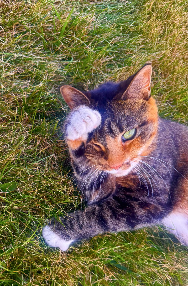 prn63ss's tweet photo. the universe knew i was scared of cats and was trying to overcome my fear with love and it sent me the friendliest cat in the world🥹 https://t.co/f81VQpvHFh