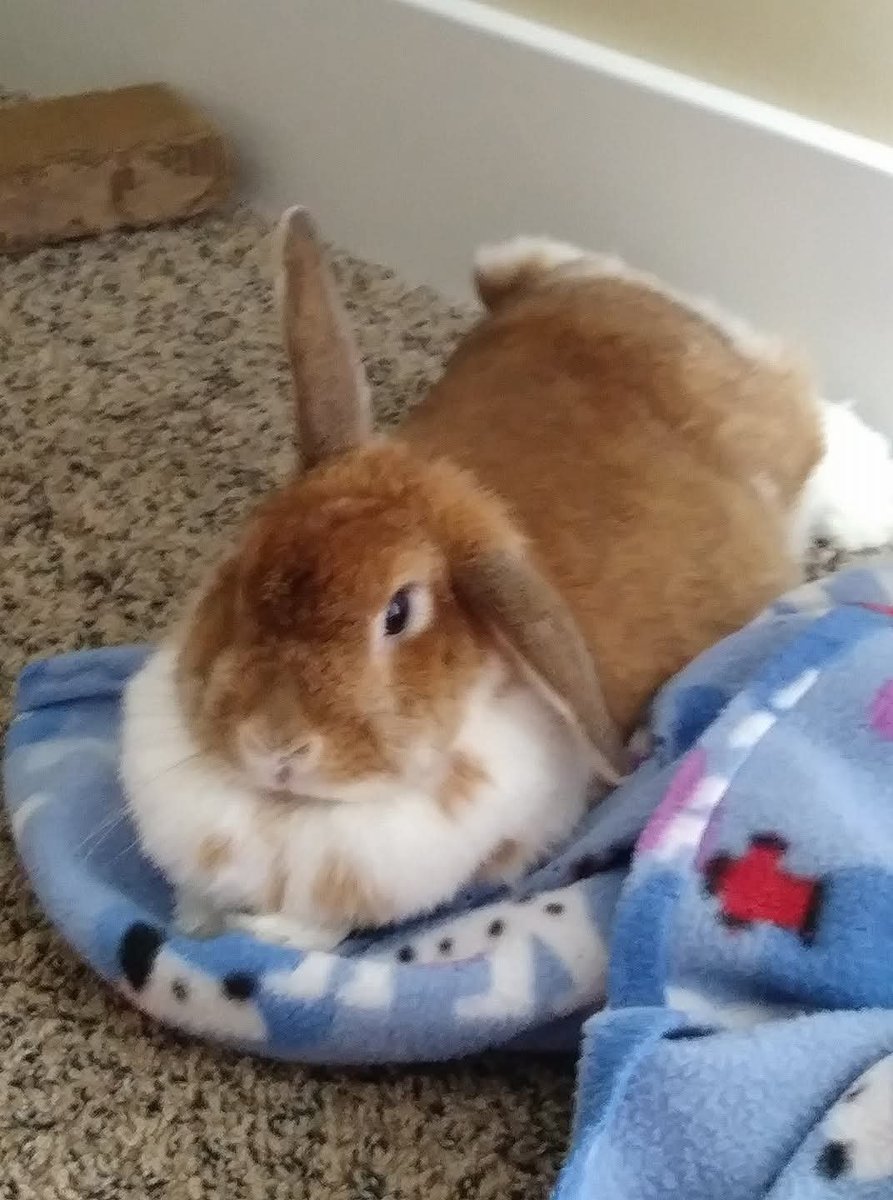 anderson_rac's tweet photo. @why_bun She was a  good  wifi booster 😍 https://t.co/Hyl6FijaIX