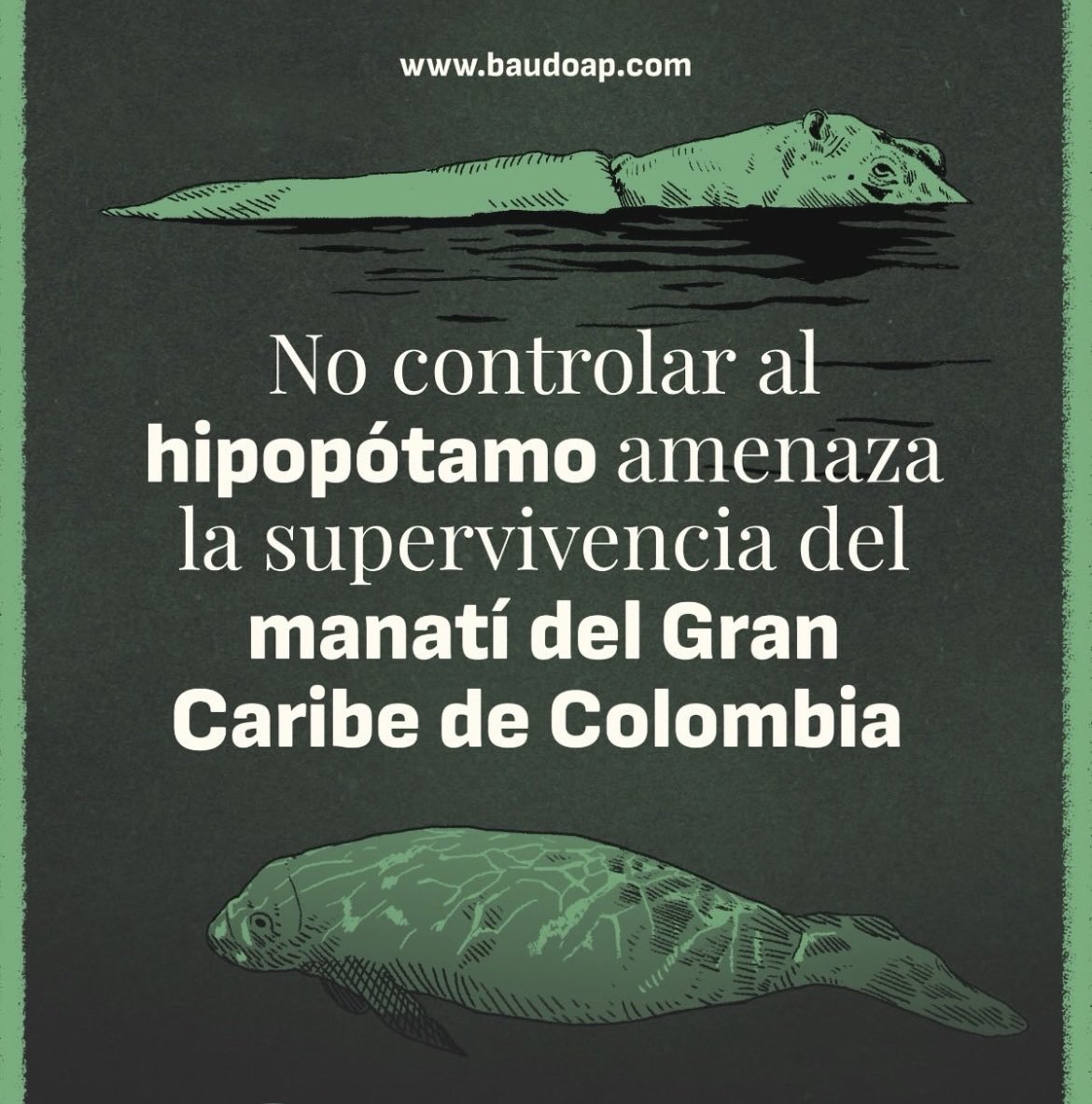 AndrsTrece's tweet photo. No es sólo poner fotos bellas, ¡hay tomar acciones basadas en ciencia!
Claro, usan la imagen del manatí, pero aplazan enfrentar con decisión la amenza de los hipopótamos invasores. 
¡A cumplirle al país! https://t.co/zUDxteS41p