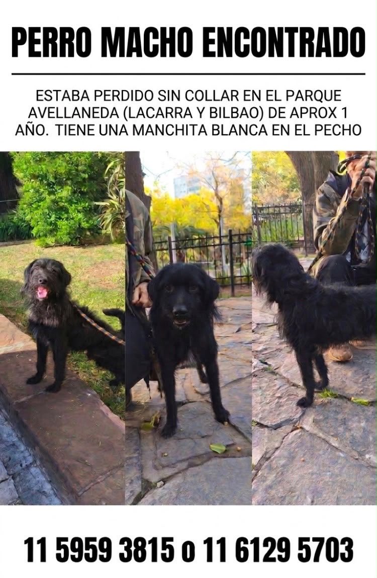 judithjudeath's tweet photo. lo encontramos en parque avellaneda el miércoles 9/11. Ya pegue carteles y publique en miles de grupos de fb pero nadie me escribe
Tiene pelo tipo schnauzer con detalles en blanco en el pecho. Sin castrar pero re bien cuidado así q tiene q ser de alguien me ayudan a difundir? https://t.co/WW7bjLDPPb