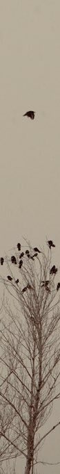 zhrazere's tweet photo. 🖤 https://t.co/GhiGzOELmG