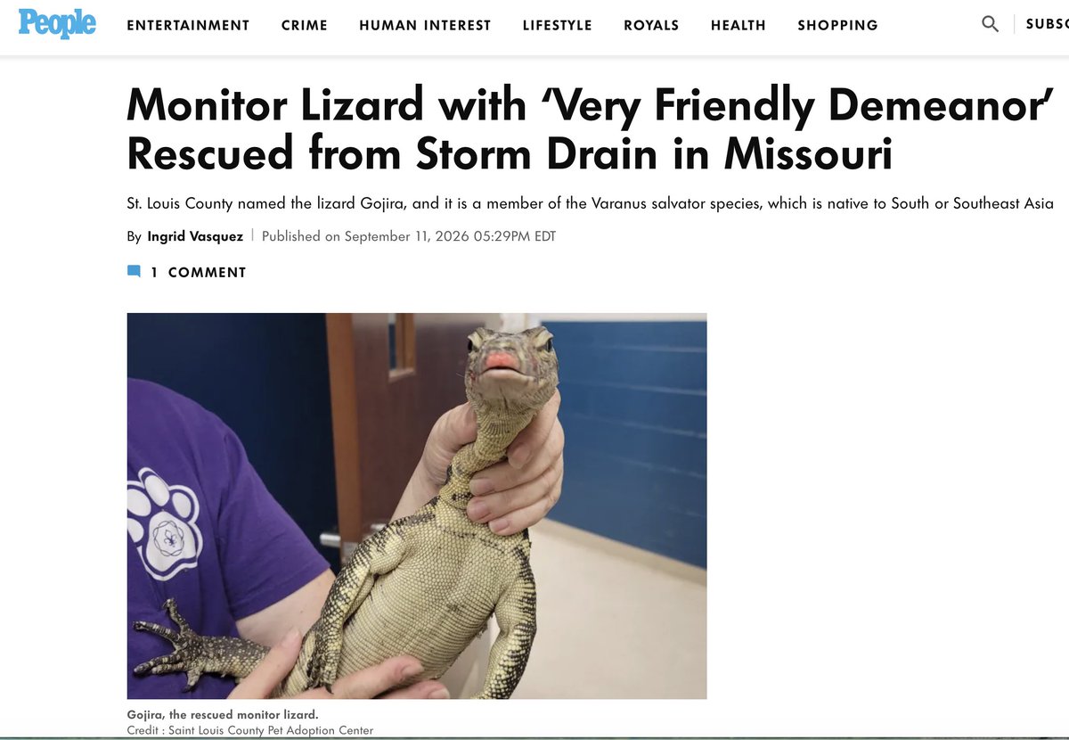 WaitImThinkin's tweet photo. Well... this isn't something you expect to find in a Missouri storm drain. 😂

Animal Control was called after someone spotted a VERY large lizard hanging out in one.

Turns out it was an Asian water monitor.

They rescued him, named him Gojira... and apparently he has a “very friendly demeanor.”

I mean... just look at that face. 😂

Someone has now come forward claiming to be his owner.

I have questions...

Mainly, how did Gojira end up in the storm drain... and what is his real name? 🤷🏻‍♀️😂

Filed Under: X
