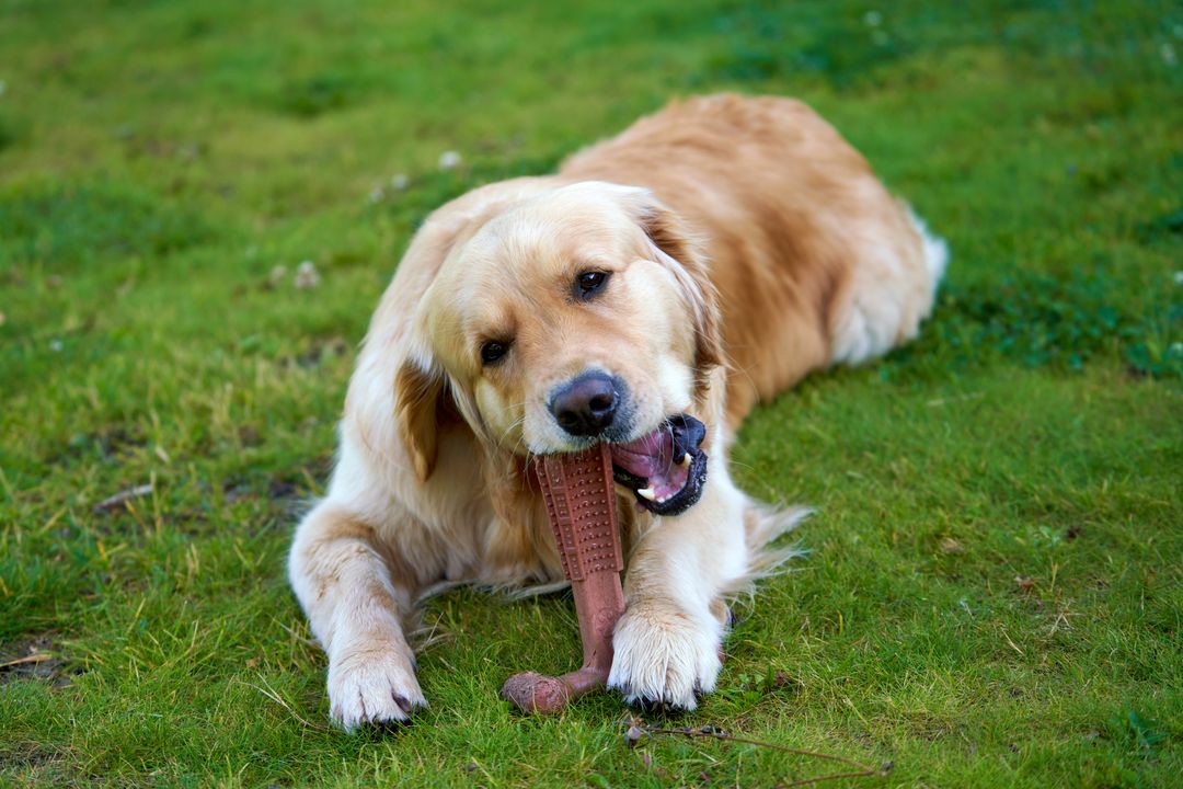Petworldcart's tweet photo. Ever noticed how a good dog chew toy can save your favorite shoes?

Our top-sellers are designed for hours of safe, tail-wagging fun. Which toy keeps your pup busiest?

Shop now at https://t.co/pvRksQy2HT

#PetToys #HappyPup https://t.co/srlQRQQKFL