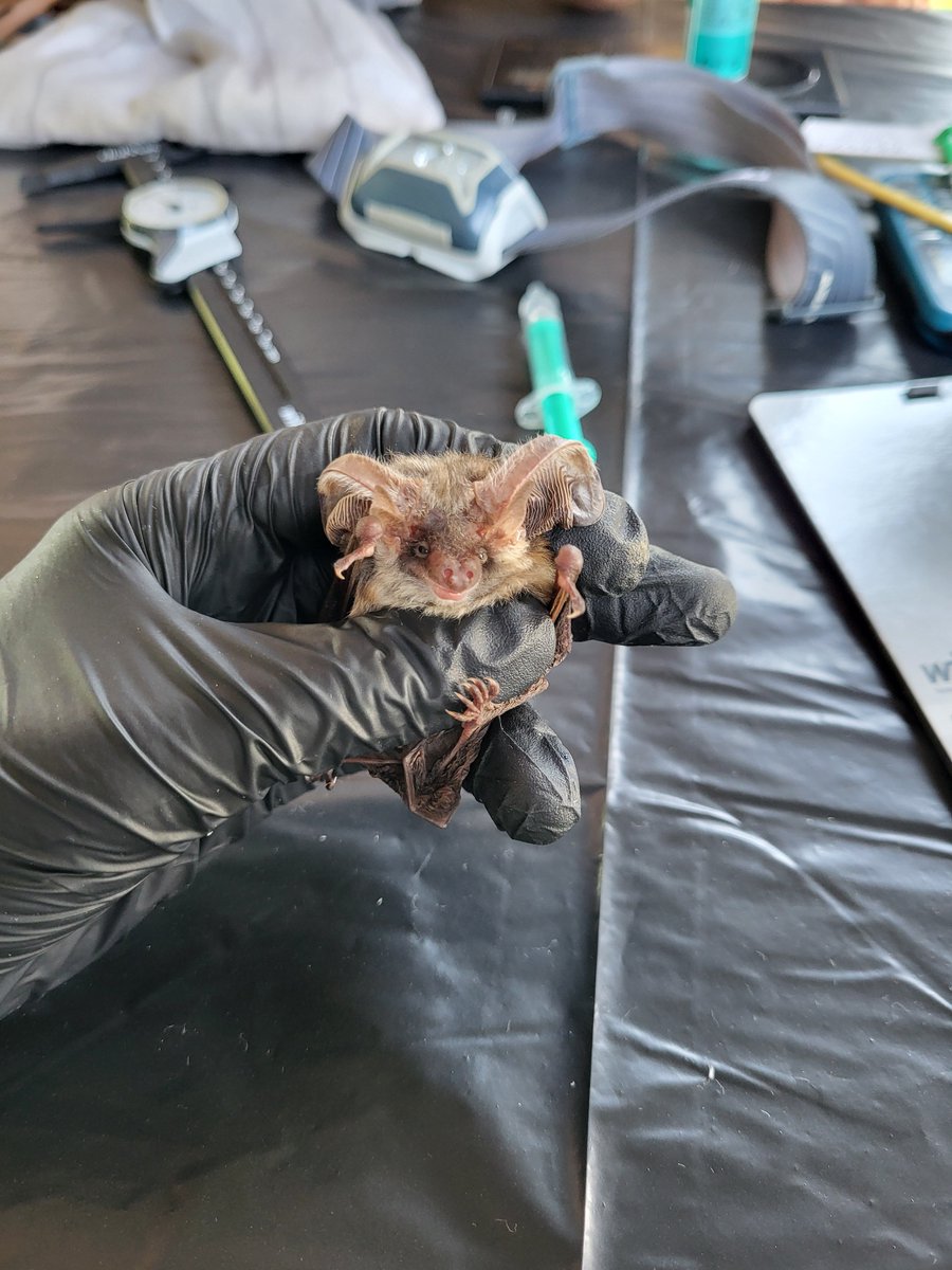 Saaro_CC's tweet photo. they are very cute when they do that!! look at this adorable little thing 🥹 https://t.co/NGrRiiQPyJ